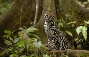 Pete Oxford - Ocelot standing on buttress root, Amazon rainforest, Ecuador