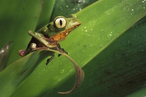 Pete Oxford - White-lined Leaf Frog on a leaf in the Amazon rainforest, Pastaza, Ecuador