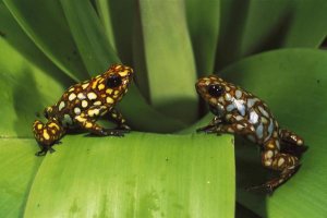 Pete Oxford - Splendid Poison Dart Frogs, Choco Rainforest, Esmeraldas Province,  Ecuador