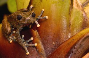 Pete Oxford - Strawberry Tree Frog male in cloud forest, Carchi Province, Ecuador