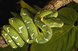 Pete Oxford - Emerald Tree Boa adult, Amazon, Ecuador