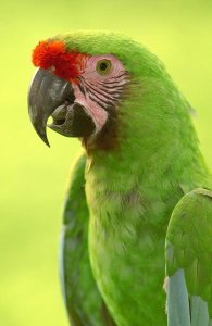 Pete Oxford - Military Macaw portrait, Amazon rainforest, Ecuador