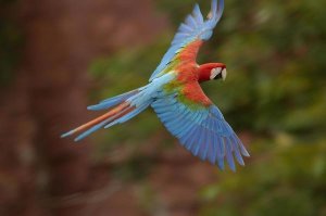 Pete Oxford - Red and Green Macaw flying,  Mato Grosso do Sul, Brazil