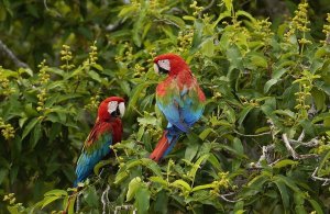Pete Oxford - Red and Green Macaw pair, Cerrado habitat, Mato Grosso do Sul, Brazil