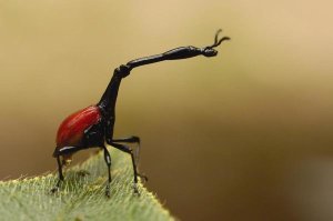 Pete Oxford - Giraffe Weevil, Analamazoatra Special Reserve or Perinet, Madagascar