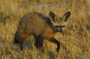 Pete Oxford - Bat-eared Fox portrait, Africa