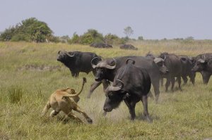 Pete Oxford - African Lion evading retaliation by Cape Buffalo herd, Africa