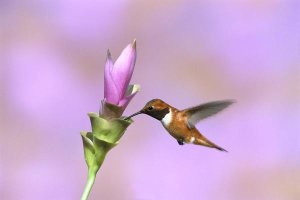 Tom Vezo - Rufous Hummingbird male feeding at flower, Green Valley, Arizona