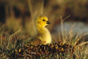 Tom Vezo - Canada Goose gosling, Churchill, Manitoba, Canada