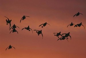 Tom Vezo - Canvasback duck, flock coming in to land, sunrise, Long Island, New York