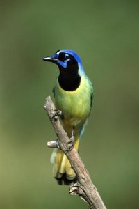 Tom Vezo - Green Jay perching, Rio Grande Valley, Texas