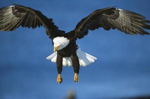 Tom Vezo - Bald Eagle flying, Kenai Peninsula, Alaska