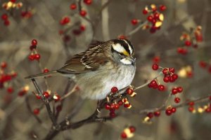 Tom Vezo - White-throated Sparrow in Bittersweet bush, Long Island, New York