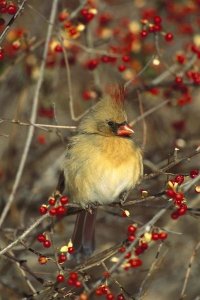 Tom Vezo - Northern Cardinal female perching in bittersweet, Long Island, New York