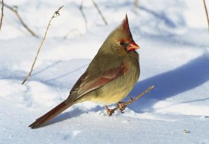 Tom Vezo - Northern Cardinal female on snowy ground, Long Island, New York