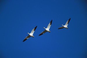 Tom Vezo - Snow Geese flying in formation, Bosque del Apache NWR, New Mexico