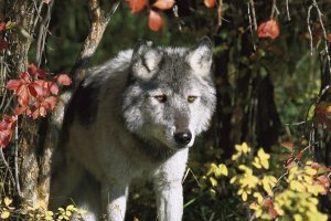 Tom Vezo - Timber Wolf portrait, Teton Valley, Idaho