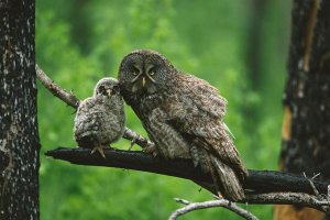 Tom Vezo - Great Gray Owl adult with chick, Saskatchewan, Canada