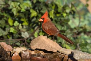 Tom Vezo - Northern Cardinal male, Santa Rita Mountains, Arizona