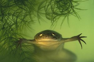 Heidi and Hans-Juergen Koch - African Clawed Frog aquatic, native to Africa