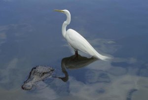 Heidi and Hans-Juergen Koch - Great Egret standing on an American Alligator , Florida