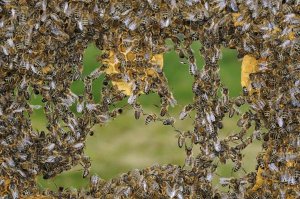 Heidi and Hans-Juergen Koch - Honey Bee chains made to repair honeycomb, Germany