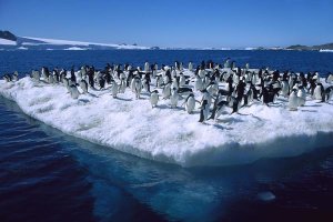 Colin Monteath - Adelie Penguins on icefloe in Hope Bay, Antarctic Peninsula, Antarctica
