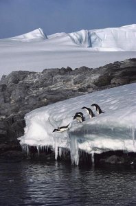Colin Monteath - Five Adelie Penguins diving from ice edge into water, Point Martin, Antarctica