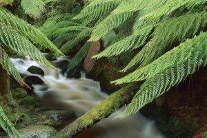 Shaun Barnett - Tree Fern over stream, Tasmania