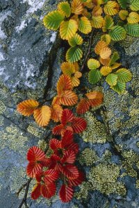 Grant Dixon - Beech leaves in fall colors, Tasmania, Australia
