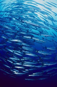 Ross and Diane Armstrong - Chevron Barracuda schooling in Kimbe Bay, Papua New Guinea