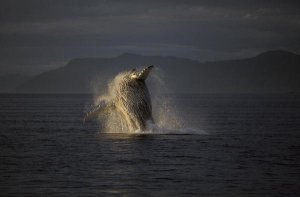 Hiroya Minakuchi - Humpback Whale breaching, southeast Alaska