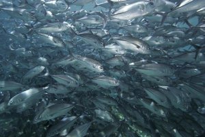 Hiroya Minakuchi - Bigeye Trevally school, Sipadan Island, Celebes Sea, Borneo