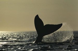 Hiroya Minakuchi - Southern Right Whale tail slap at sunset, Valdes Peninsula, Argentina