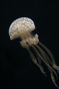 Hiroya Minakuchi - Papuan Jellyfish , Japan