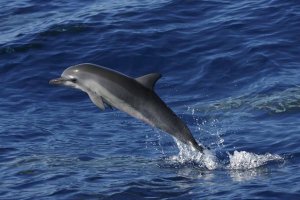 Hiroya Minakuchi - Spinner Dolphin jumping, Ogasawara Island, Japan