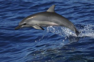 Hiroya Minakuchi - Spinner Dolphin jumping, Ogasawara Island, Japan