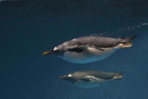 Hiroya Minakuchi - Gentoo Penguin pair swimming underwater, native to Antarctica