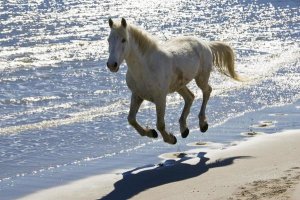 Konrad Wothe - Camargue Horse running on the beach, Camargue, France