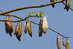 Konrad Wothe - Kapok ripe fruits, India