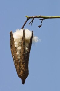 Konrad Wothe - Kapok ripe fruit, India
