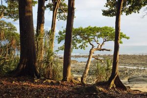 Konrad Wothe - Coastal rainforest, Havelock Island, India