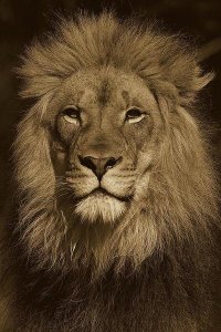 San Diego Zoo - African Lion male portrait, native to Africa - Sepia