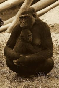 San Diego Zoo - Western Lowland Gorilla mother and baby, native to Africa - Sepia