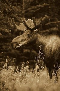 Michael Quinton - Alaska Moose feeding on Fireweed flowers in the spring, Alaska - Sepia