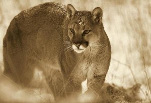 Tim Fitzharris - Mountain Lion portrait in winter, Montana - Sepia