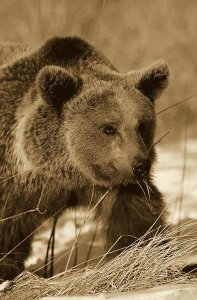 Konrad Wothe - Brown Bear eating dry grasses in winter, Germany - Sepia