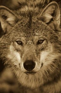 Konrad Wothe - European Wolf portrait, Sweden - Sepia