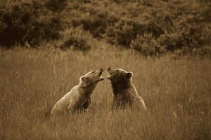 Konrad Wothe - Grizzly Bears sparring, Katmai National Park, Alaska - Sepia