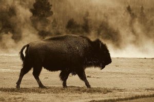 Pete Oxford - American Bison male near hot springs, Yellowstone National Park, Wyoming - Sepia